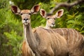 African Kudu Cow antelope in a South African wildlife reserve