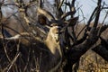 African Kudu Royalty Free Stock Photo