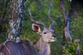 African Kudu in the open eating