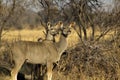 African Kudu Pair Royalty Free Stock Photo