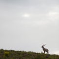 African Kudu