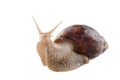 African land snail Royalty Free Stock Photo