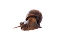 African Land Snail