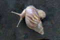 African land snail crawling Royalty Free Stock Photo