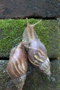 African land snail (two) crawling Royalty Free Stock Photo