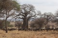 African Landscape Royalty Free Stock Photo