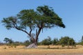 African landscape Royalty Free Stock Photo