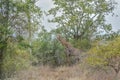 African Giraffe on middle of vegetation Royalty Free Stock Photo