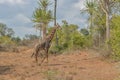 African Giraffe on middle of vegetation Royalty Free Stock Photo