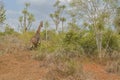 African Giraffe on middle of vegetation Royalty Free Stock Photo