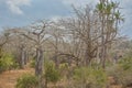 African landscape in Angola, baobab trees and cactus Royalty Free Stock Photo