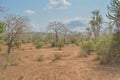 African landscape in Angola, baobab trees and cactus Royalty Free Stock Photo
