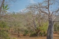 African landscape in Angola, baobab trees and vegetation Royalty Free Stock Photo