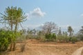 African landscape in Angola, tall cactus Royalty Free Stock Photo