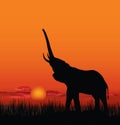 African landscape with animal silhouette. Savanna sunset background. Royalty Free Stock Photo