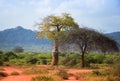 African landscape with baobab tree