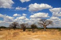 African landscape with baobab trees Royalty Free Stock Photo