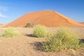 African landscape, beautiful sunset dunes, trees of Namib desert, Sossusvlei, Namibia, South Africa Royalty Free Stock Photo