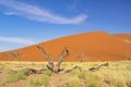 African landscape, beautiful sunset dunes, trees of Namib desert, Sossusvlei, Namibia, South Africa Royalty Free Stock Photo