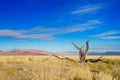 African landscape, beautiful sunset dunes, trees of Namib desert, Sossusvlei, Namibia, South Africa Royalty Free Stock Photo