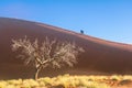 African landscape, beautiful sunset dunes, trees of Namib desert, Sossusvlei, Namibia, South Africa Royalty Free Stock Photo