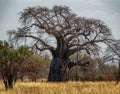 African landscape with big baobab tree Royalty Free Stock Photo