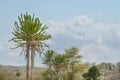 African landscape, cactus and vegetation Royalty Free Stock Photo