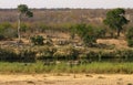 African landscape. Elephants