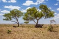 African landscape elephants are protected against