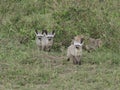 Bat eared fox cubs Royalty Free Stock Photo