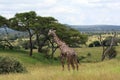 African landscape with giraffe