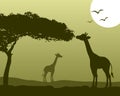 African Landscape & Giraffes