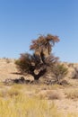 African, landscape Kalahari desert, safari wilderness Royalty Free Stock Photo