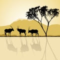 African landscape. Kenya Royalty Free Stock Photo