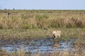African Landscape: Lioness Walking in Swamp Royalty Free Stock Photo
