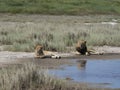 Lions in long grass