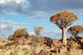 African landscape of quiver tree forest, kokerbooms in Namibia, nature of Africa Royalty Free Stock Photo