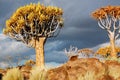 African landscape, quiver trees Royalty Free Stock Photo