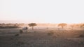 African landscape at sunset, with acacia trees and safari car. Arusha, Tanzania. Africa Royalty Free Stock Photo