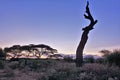 African landscape at sunset. Against the background of a pink and lilac sky, a silhouette of a dry tree trunk. Royalty Free Stock Photo