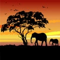 African landscape with sunset and the silhouette of trees and elephants Royalty Free Stock Photo