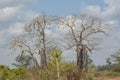 African landscape, tall baobab trees Royalty Free Stock Photo