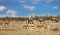 A typical African scen in Etosha National Park, which is known for it`s abundance of wildlife