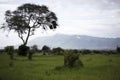 African landscape