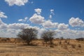 African landscape. Two bushes in savanna Royalty Free Stock Photo