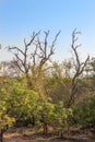 african landscape in UAR, Kruger's park