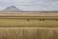 African landscape with volcano and elephants