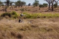 African landscape vultures feeding Royalty Free Stock Photo