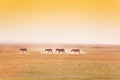 African landscape with walking herd of zebras Royalty Free Stock Photo