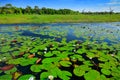 African landscape, water lily with green leaves on the water surface with blue sky, Okavango delta, Moremi, Botswana. River and gr Royalty Free Stock Photo